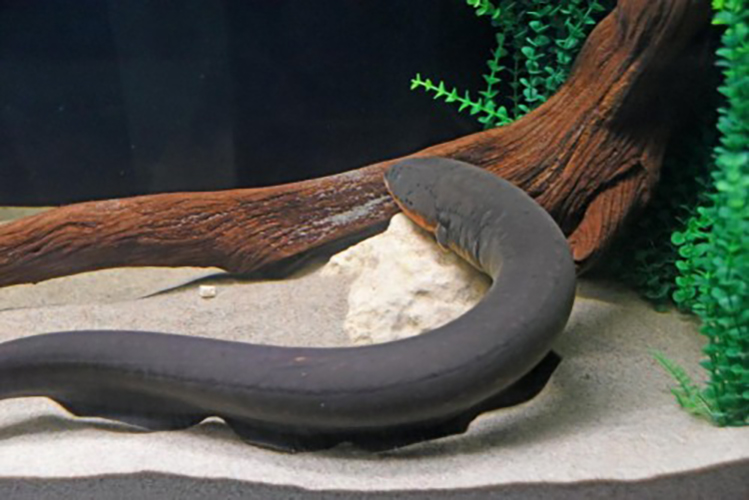 Tweeting Eel